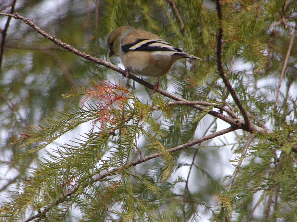 Американский чиж - ML647769383