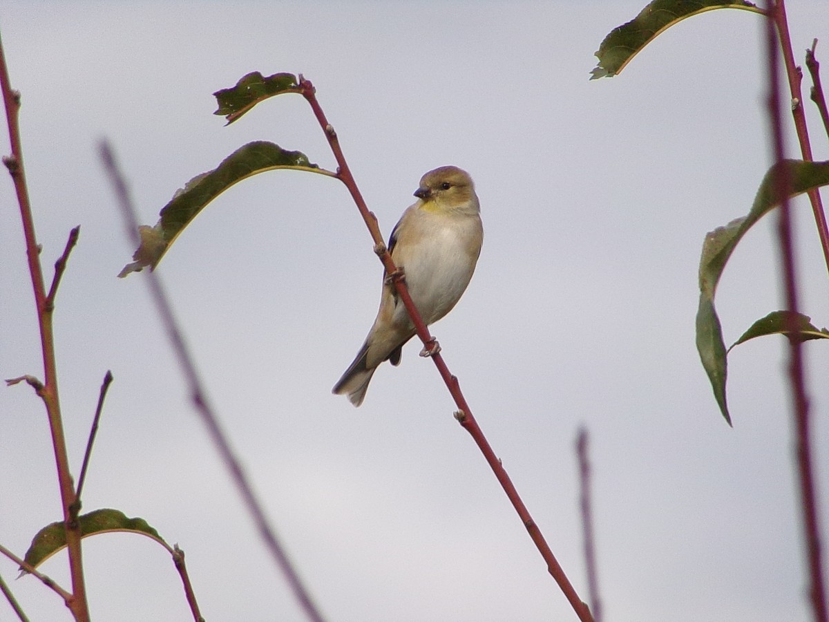 Американский чиж - ML647769384