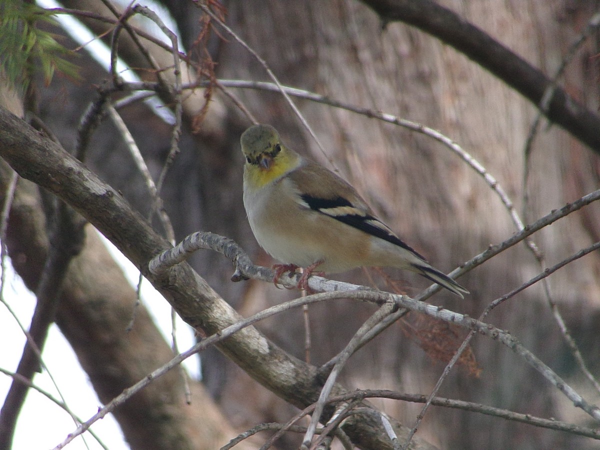 Американский чиж - ML647769385