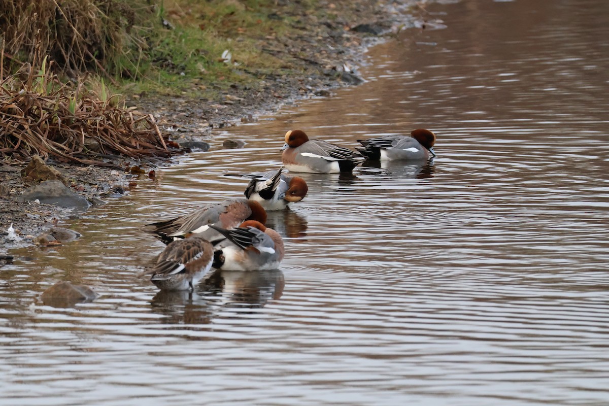 Свиязь - ML647769389