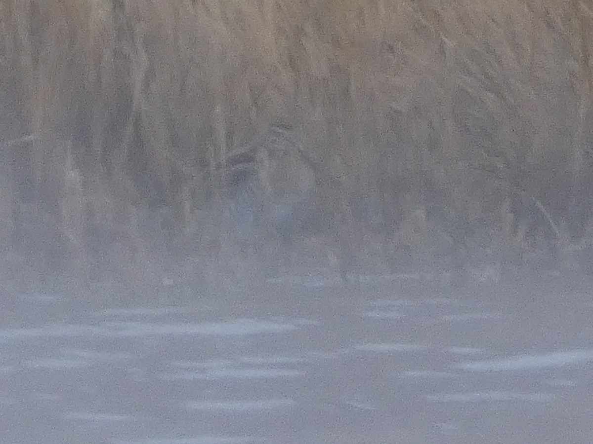 Американский бекас - ML647769390