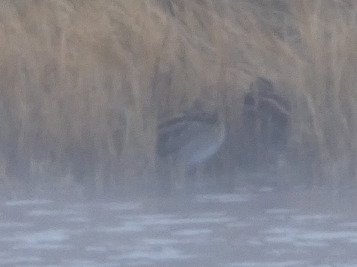 Американский бекас - ML647769391