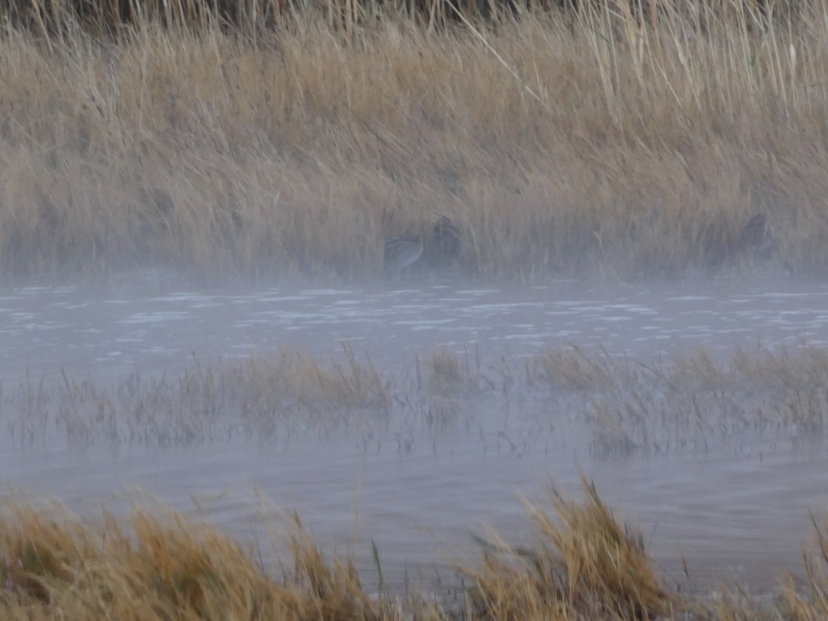 Американский бекас - ML647769392