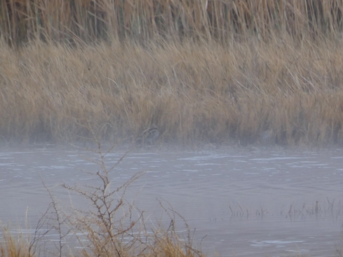 Американский бекас - ML647769393