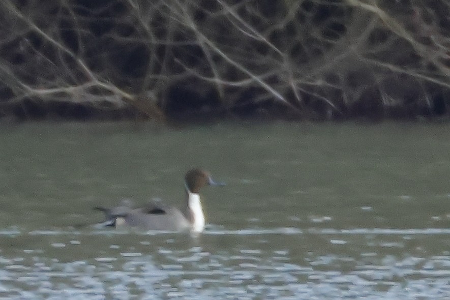 Шилохвость - ML647769394