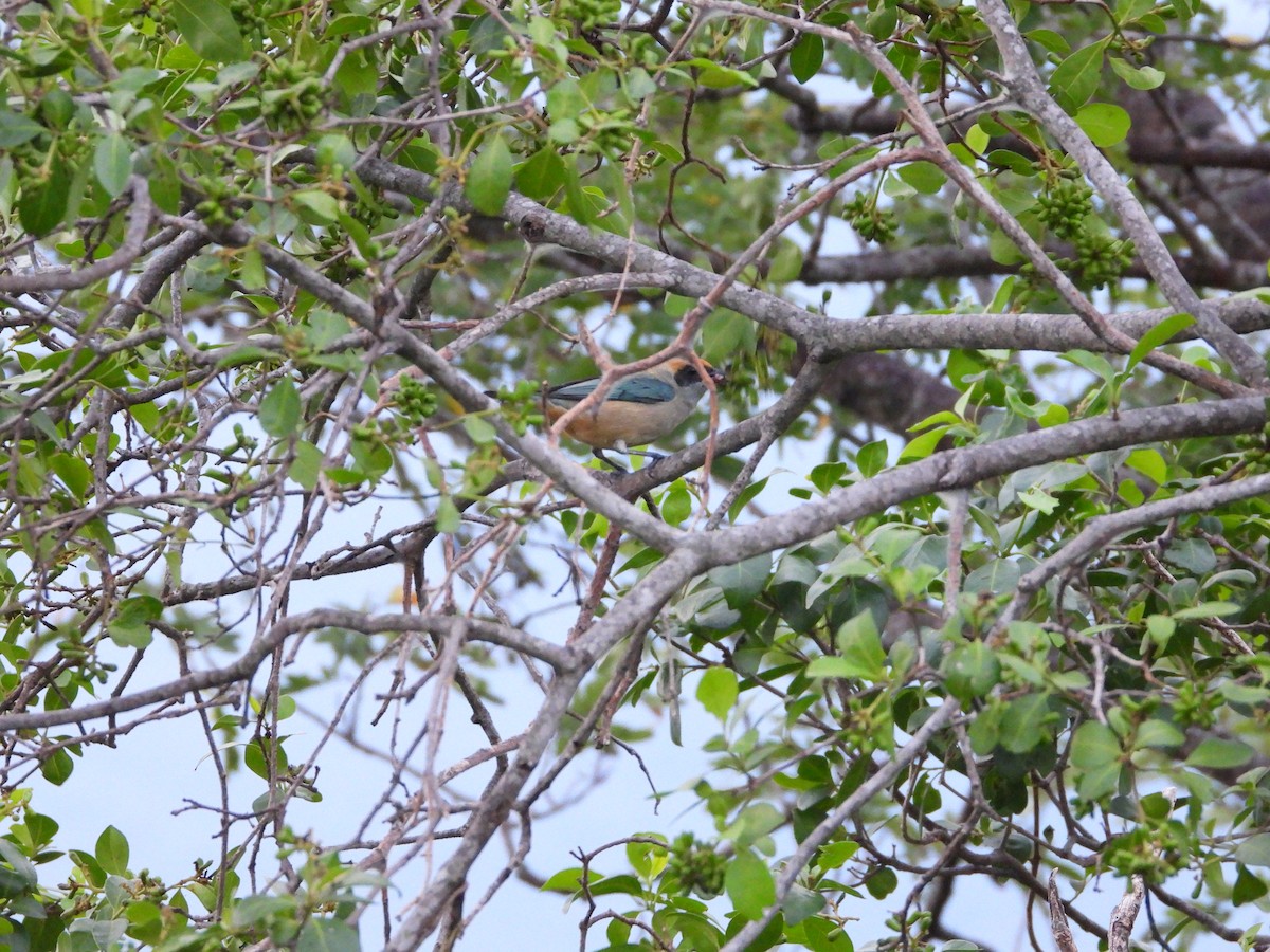 Разноцветная танагра - ML647769395