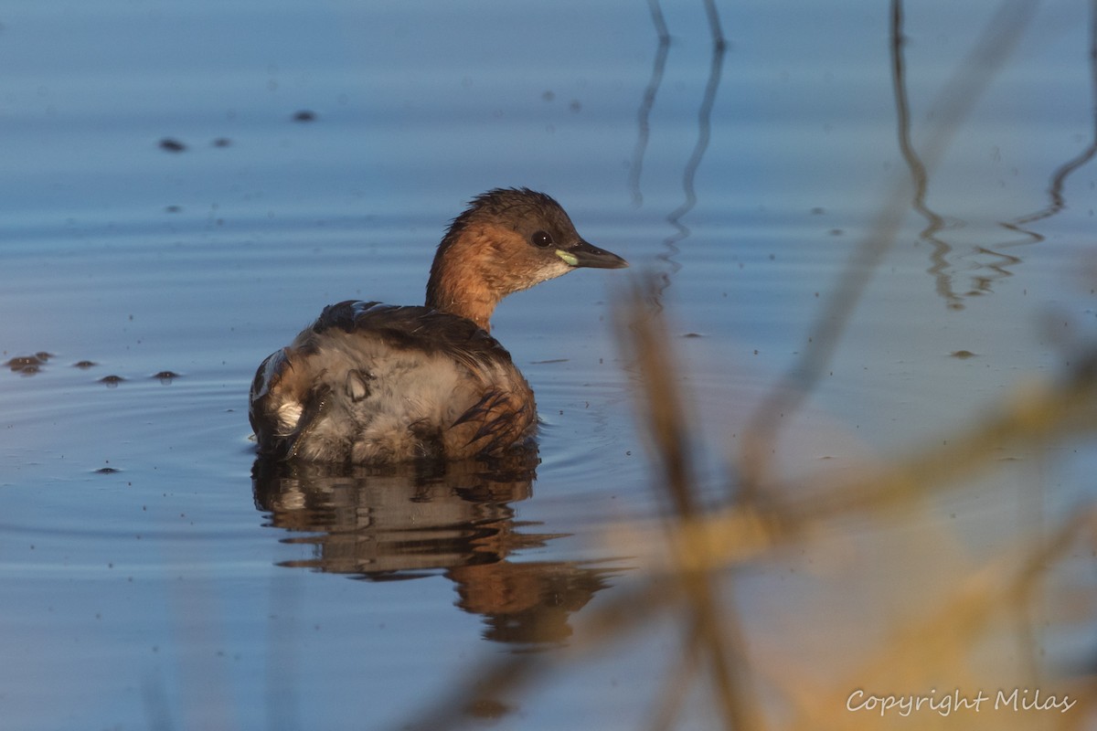 Малая поганка - ML647769396