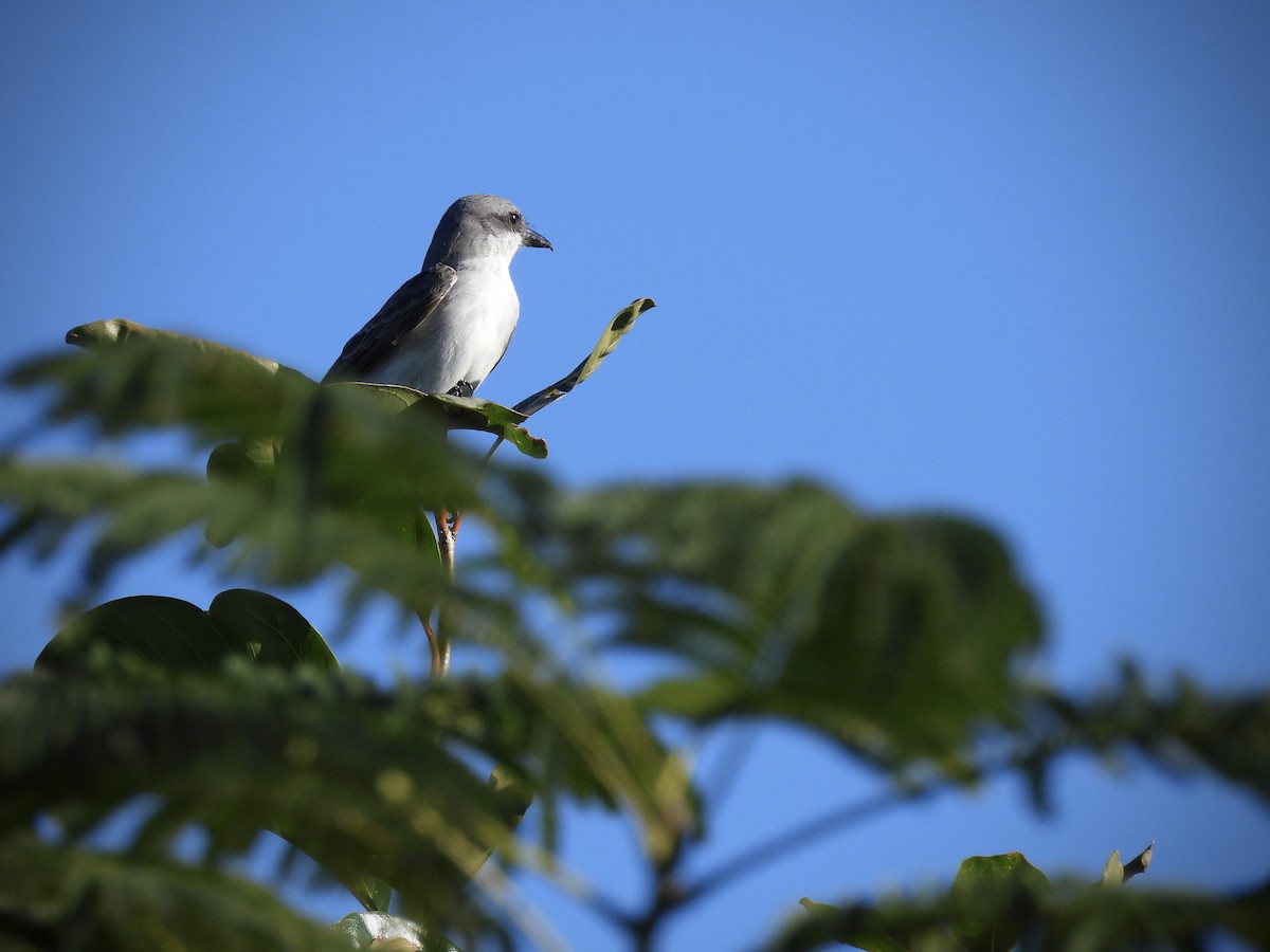 Серый тиранн - ML647769397