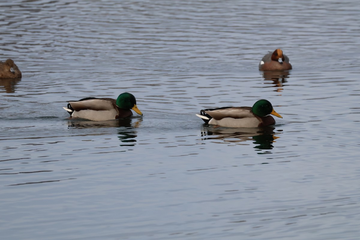 Кряква - ML647769399