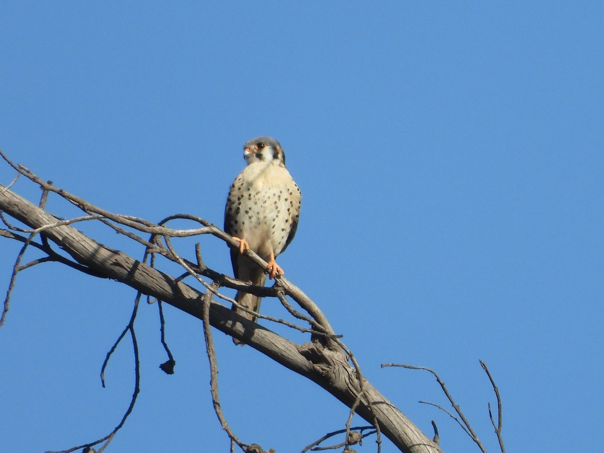 Воробьиная пустельга [группа cinnamominus] - ML647769400