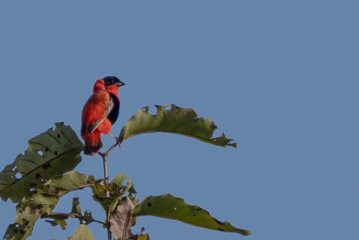 Бархатный ткачик - ML647769407