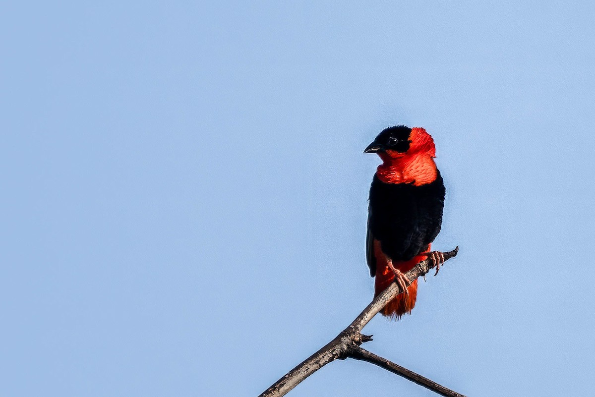 Бархатный ткачик - ML647769409