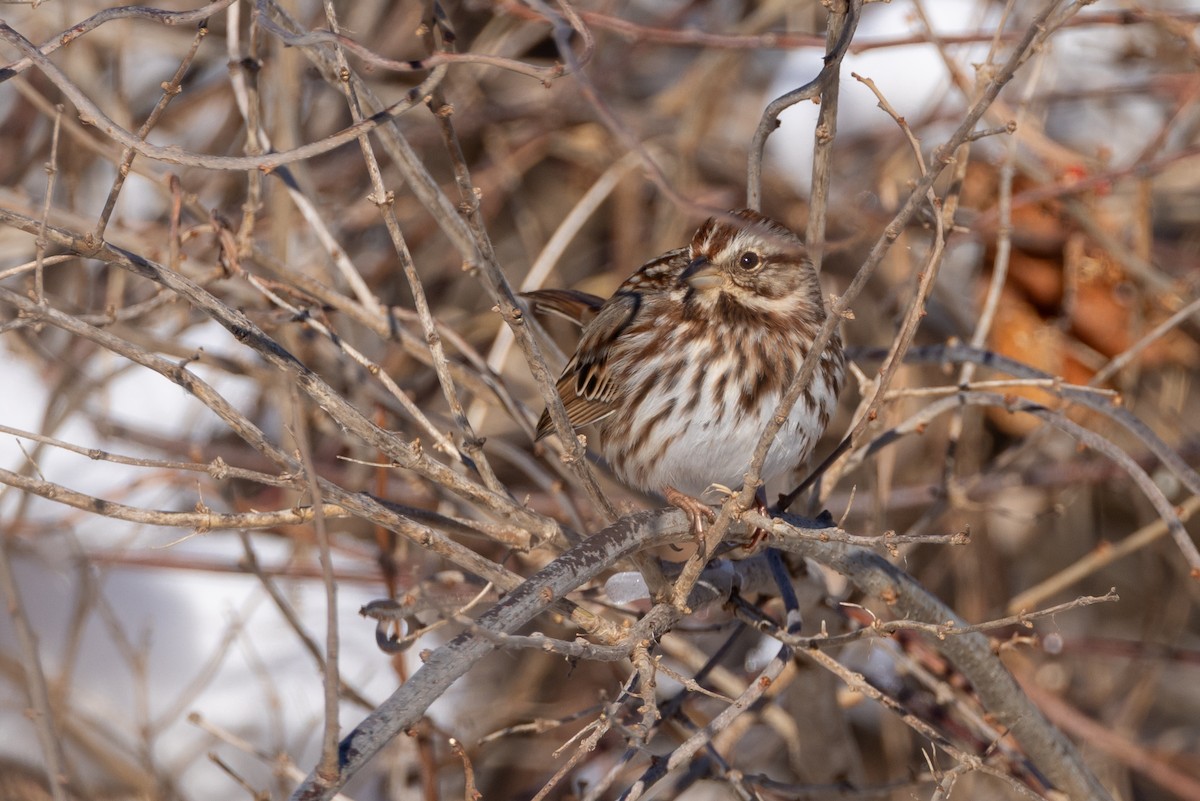 Song Sparrow - ML647769410