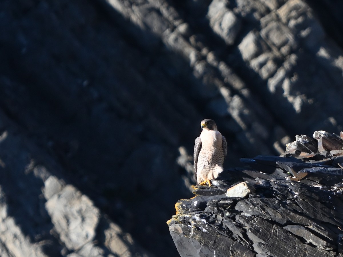 Сапсан - ML647769420