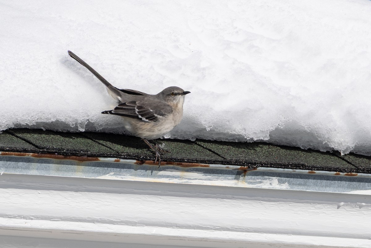 Northern Mockingbird - ML647769429