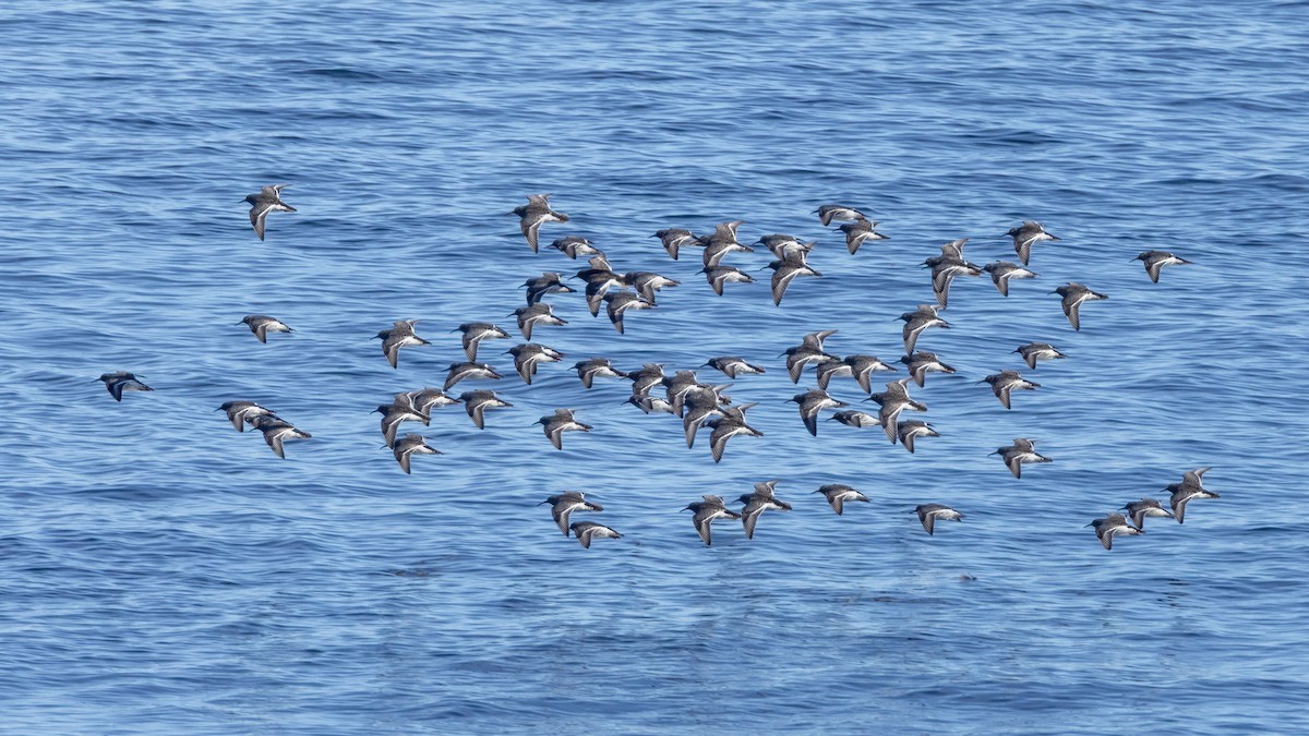 Piovanello violetto - ML647769464