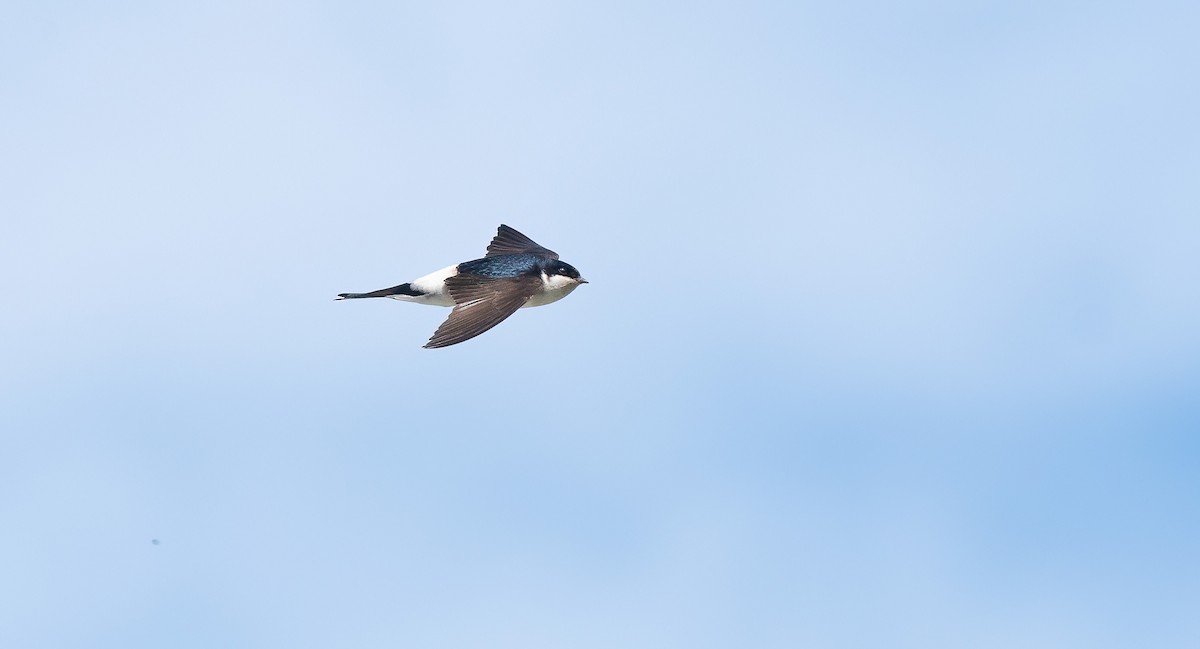 טסית בתים - ML647769466