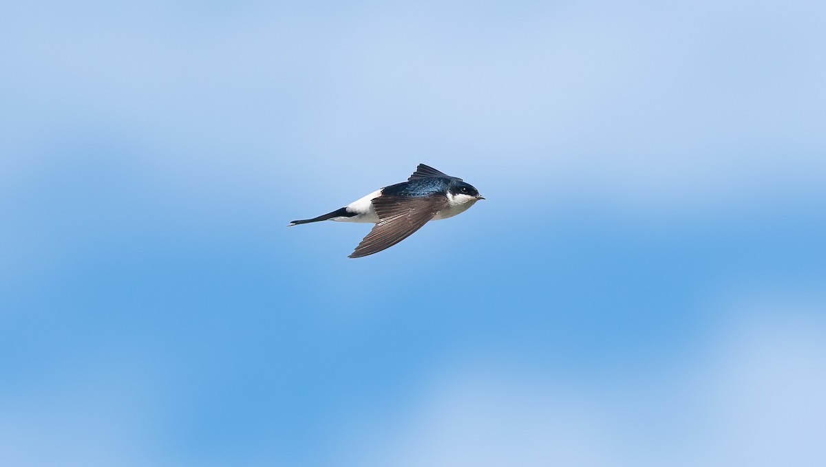 טסית בתים - ML647769469