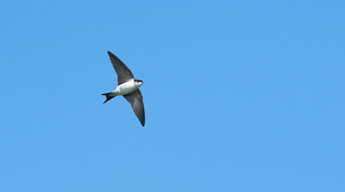 טסית בתים - ML647769474