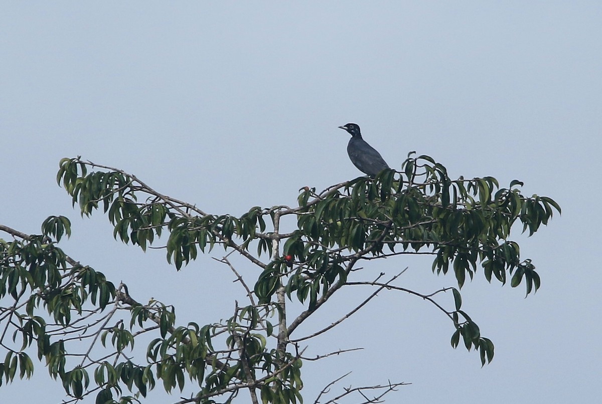 Bare-necked Fruitcrow - ML647769497