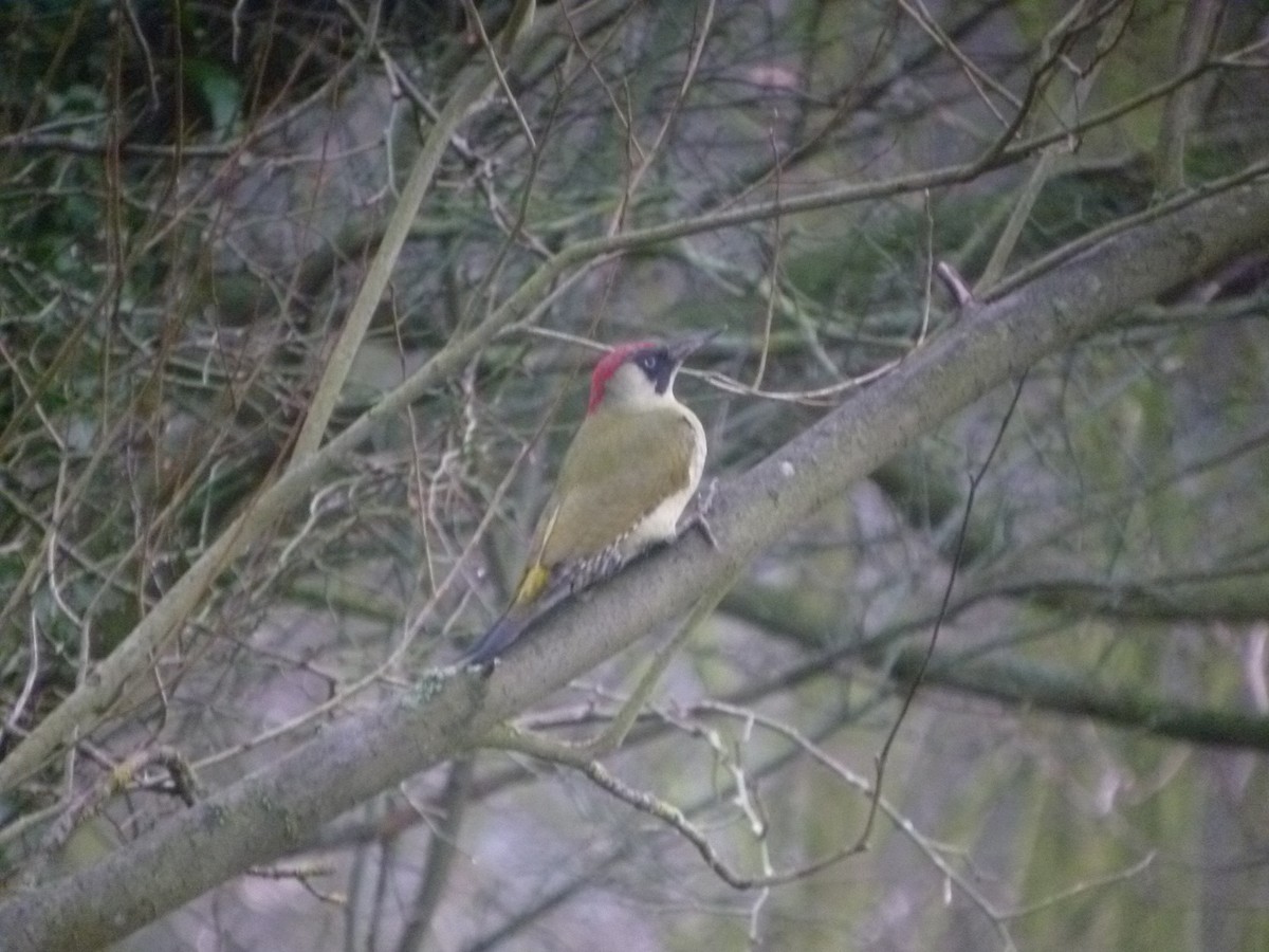 žluna zelená - ML647769498