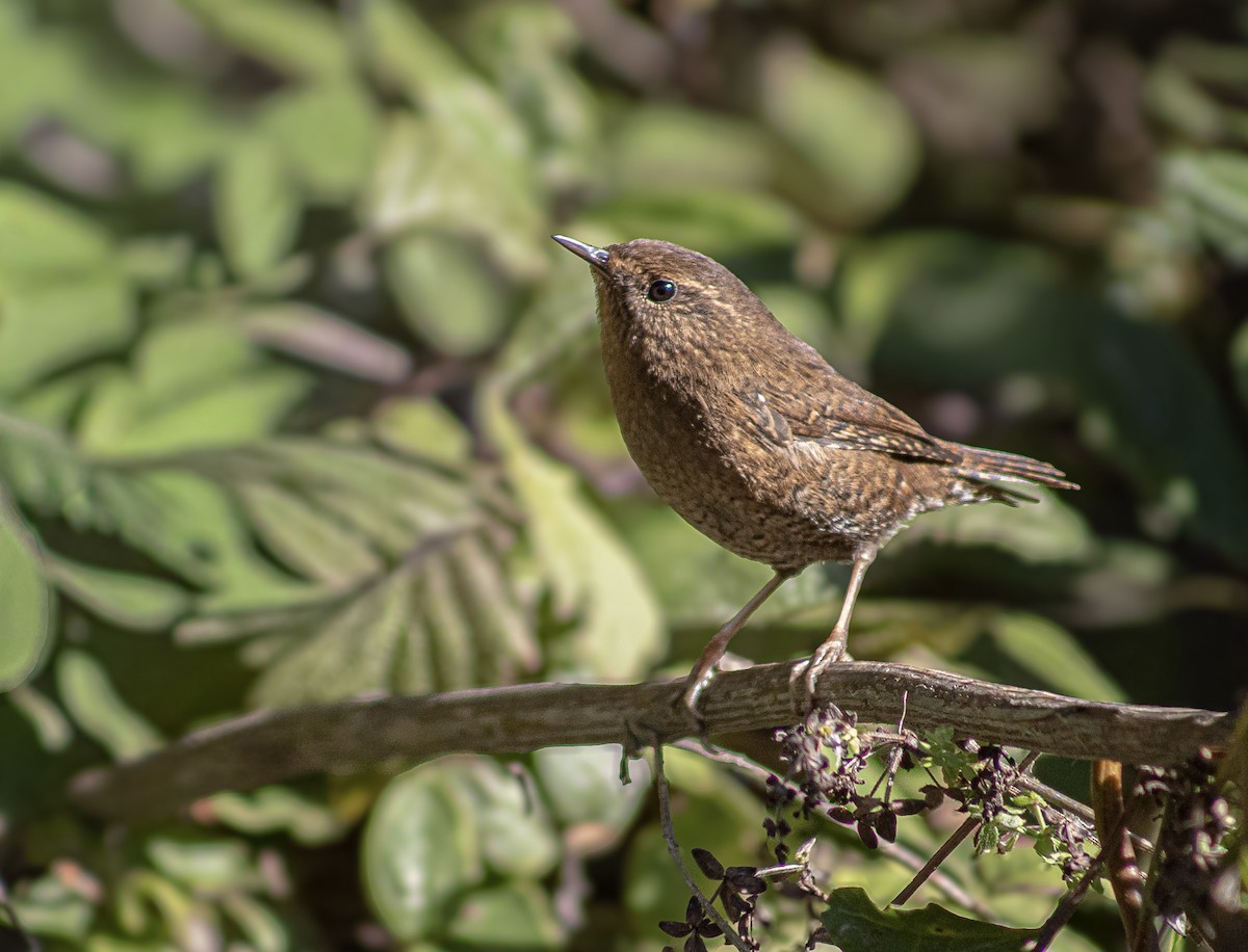 Pacific Wren - ML647769500