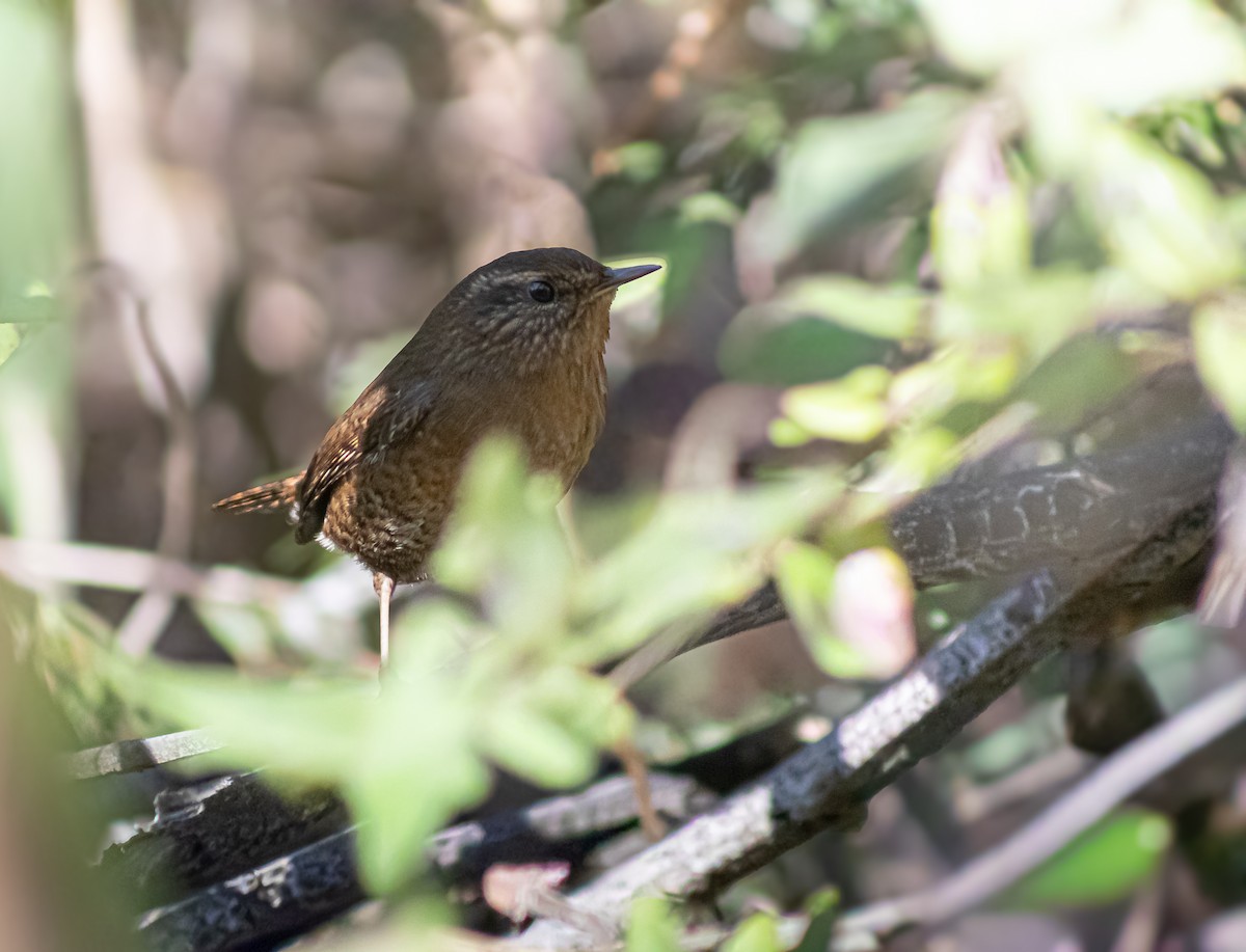 Pacific Wren - ML647769502