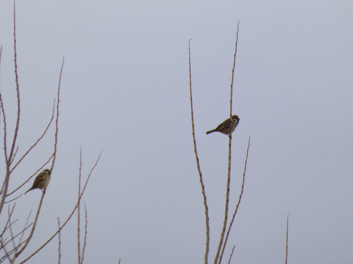 Gorrión Molinero - ML647769509