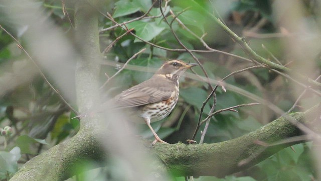 Белобровик - ML647769517