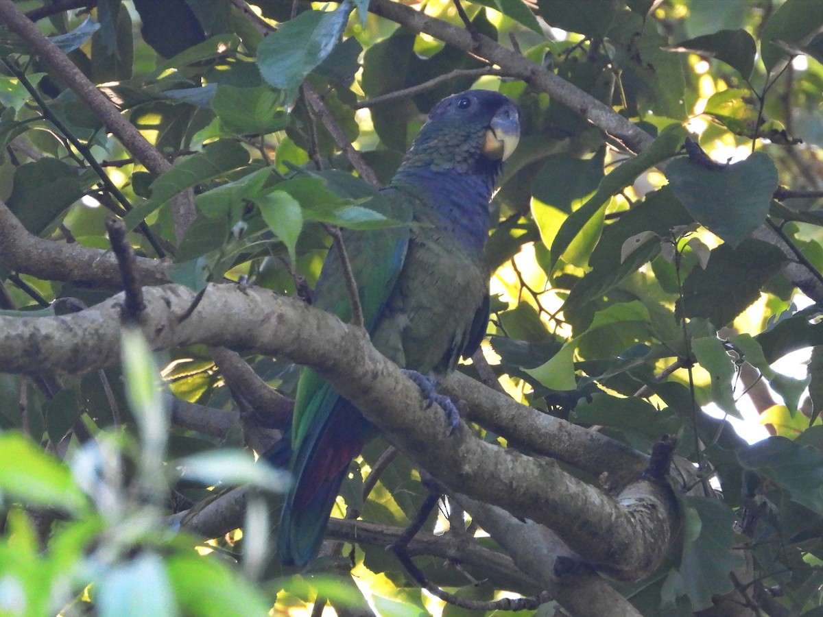 Scaly-headed Parrot - ML647769526