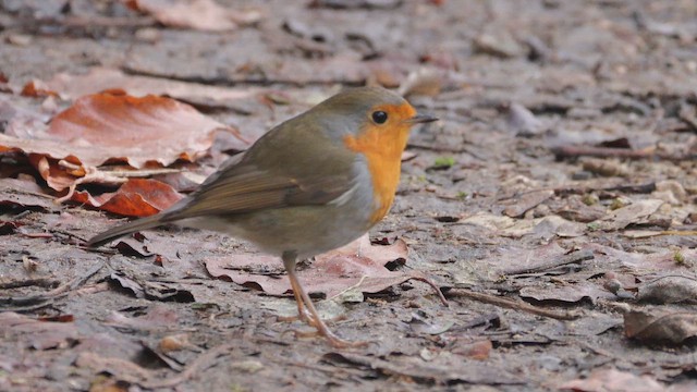 Зарянка - ML647769532