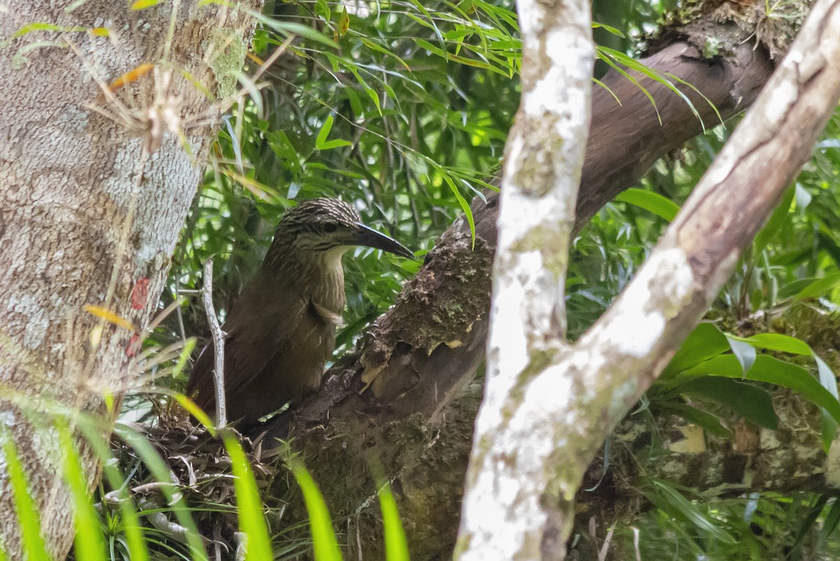 Trepatroncos Gorjiblanco - ML647769549