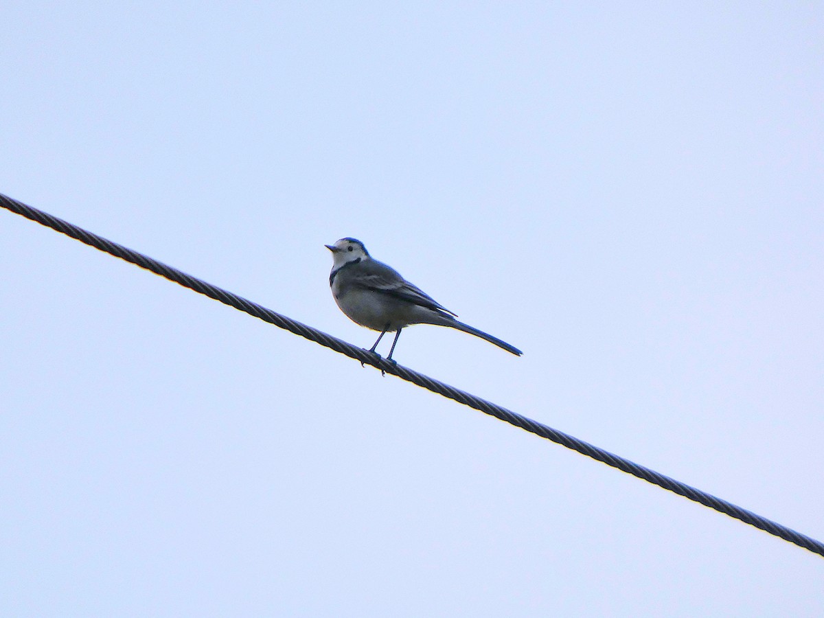 Lavandera Blanca - ML647769564