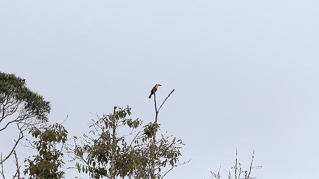 Тукан-ариель - ML647769567