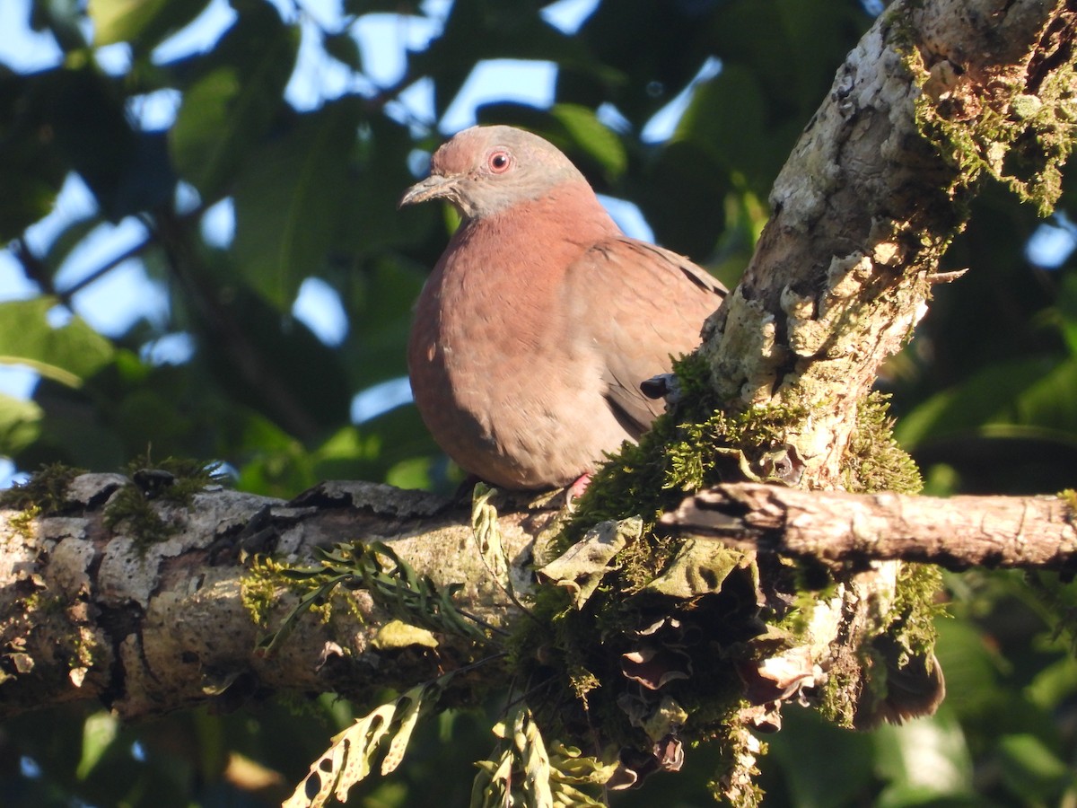 Pale-vented Pigeon - ML647769568