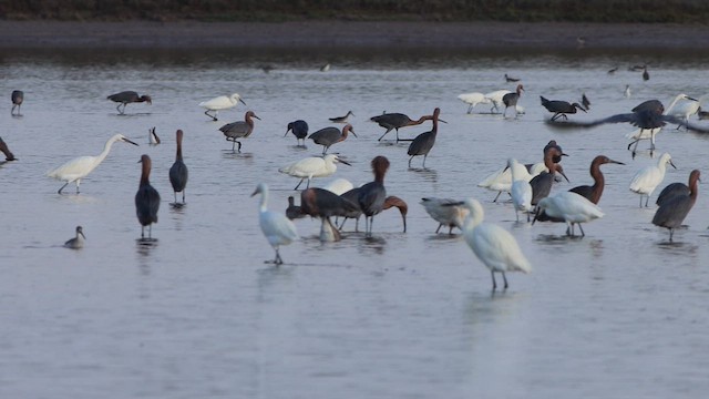 Рыжеватая цапля - ML647769587