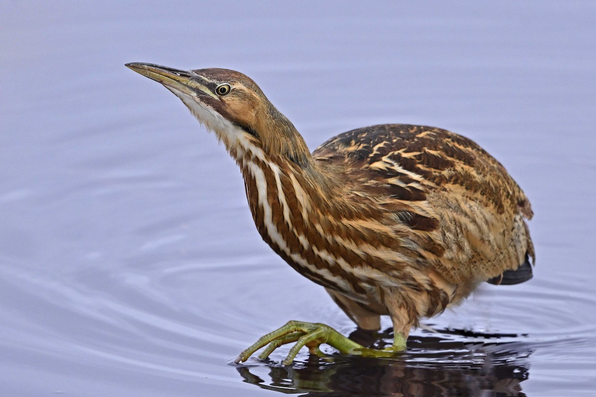 Бугай американський - ML647769588