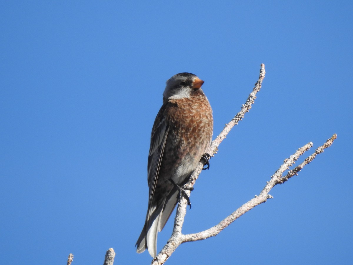 Gray-crowned Rosy-Finch - ML647769608