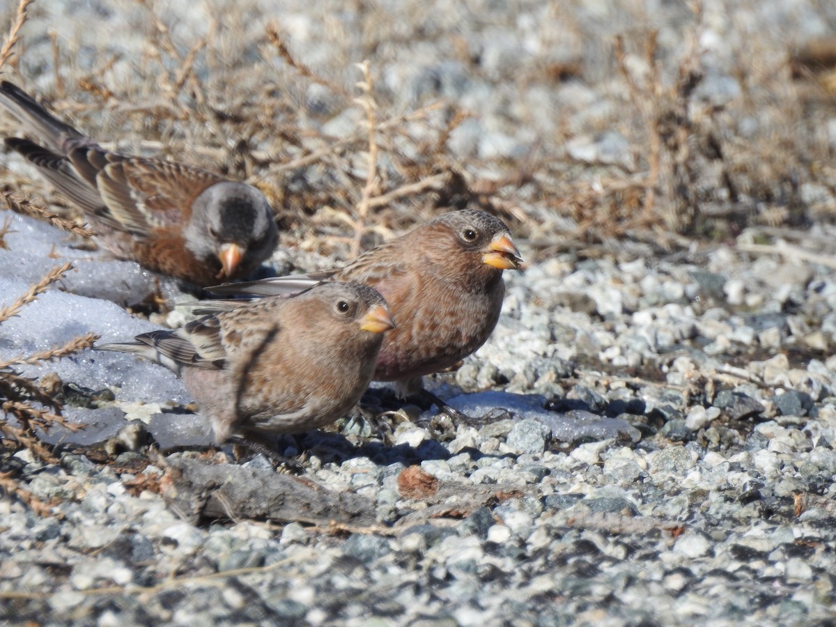 Brown-capped Rosy-Finch - ML647769617