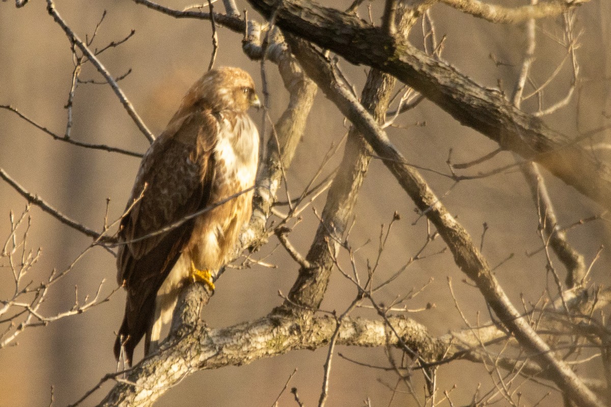 Buse variable - ML647769619