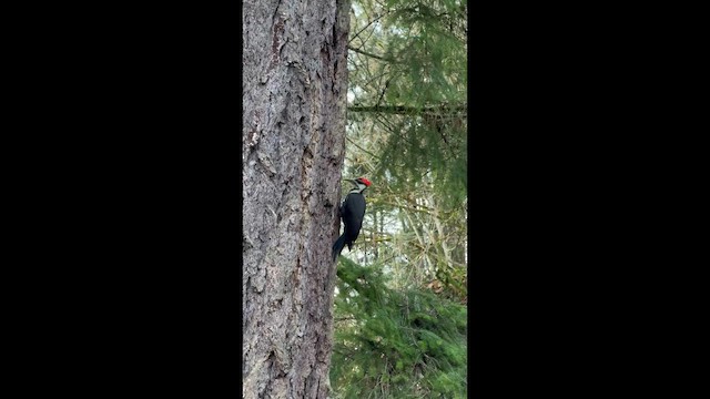 Хохлатая желна - ML647769635