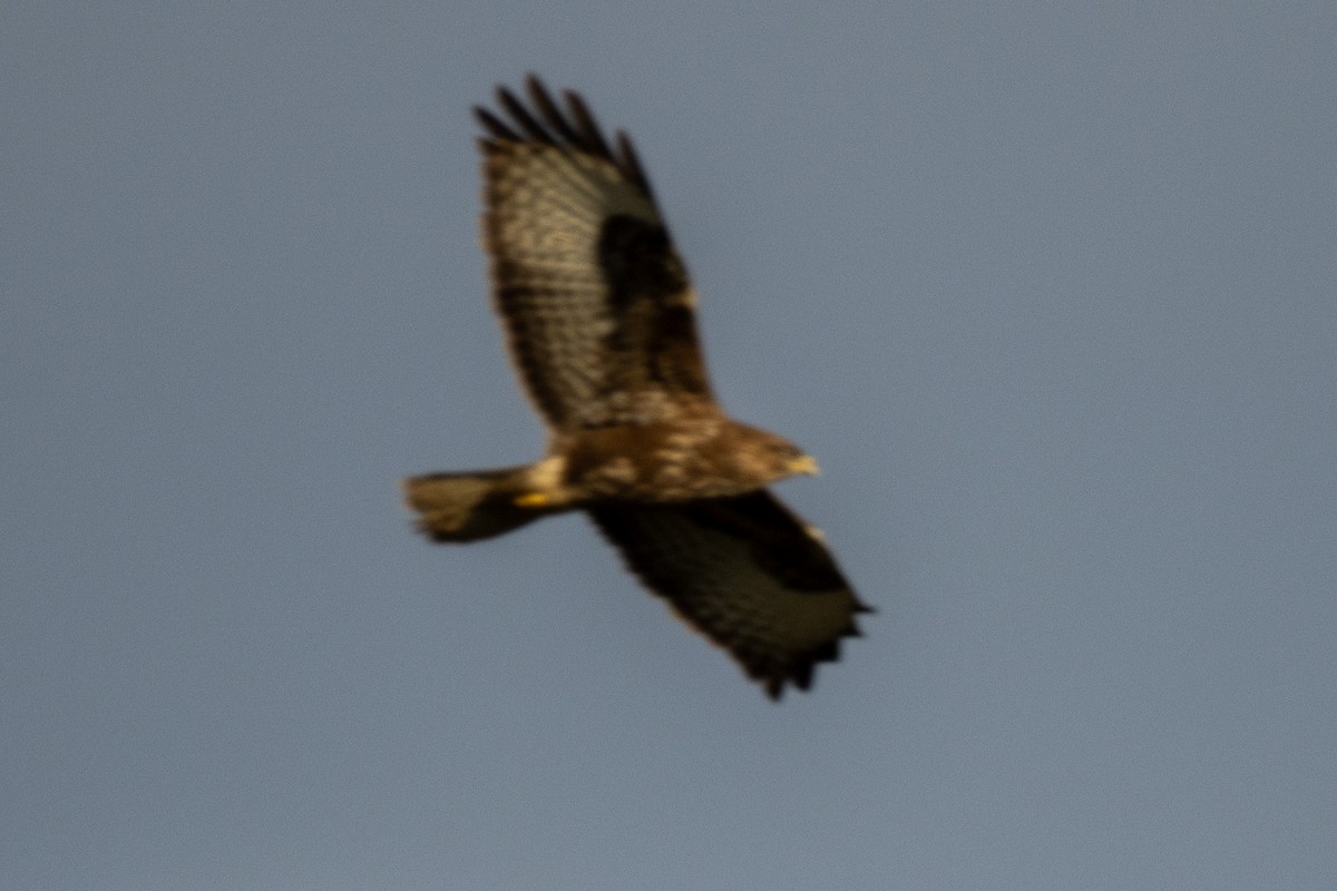 Buse variable - ML647769648