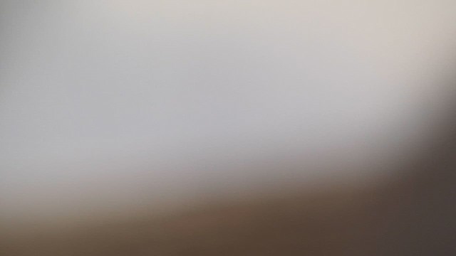 Белая трясогузка - ML647769650