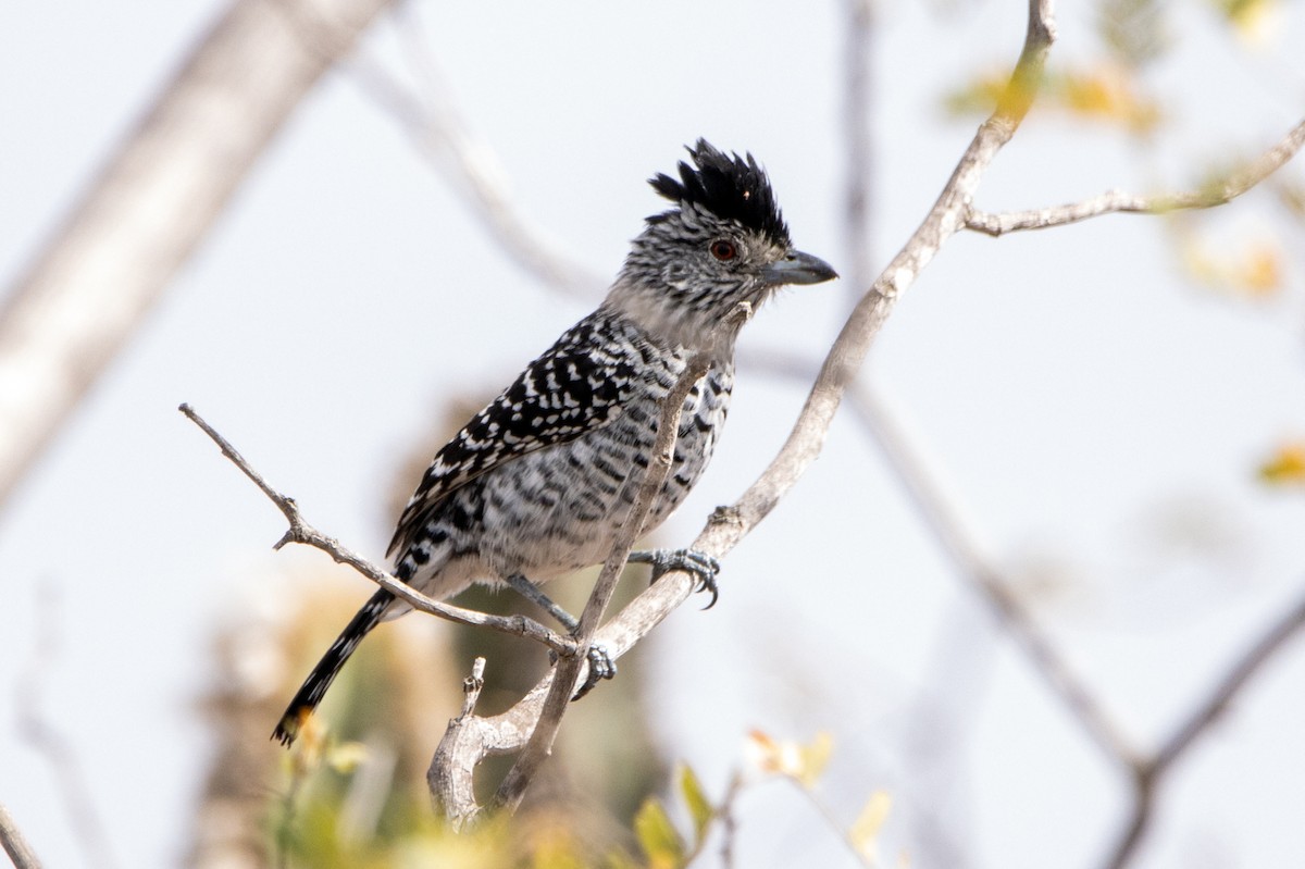 Barred Antshrike (Caatinga) - ML647769677