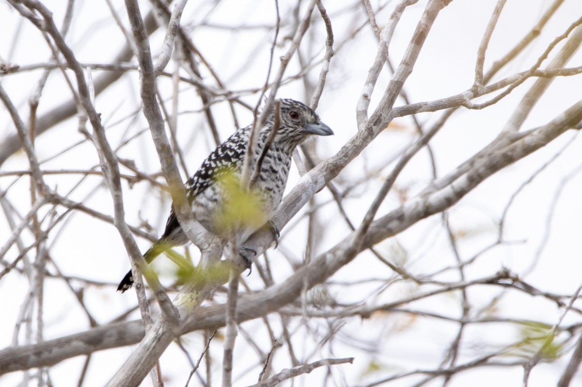 Barred Antshrike (Caatinga) - ML647769678