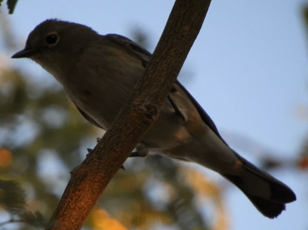 Blue-gray Gnatcatcher - ML647769685