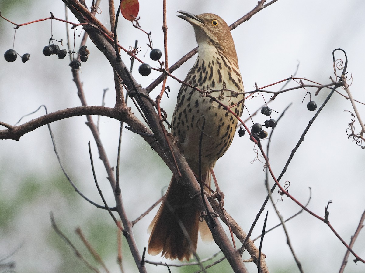 Brown Thrasher - ML647769688