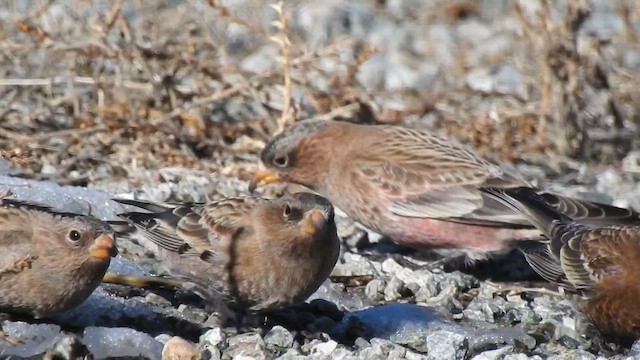 Бурошапочный вьюрок - ML647769700