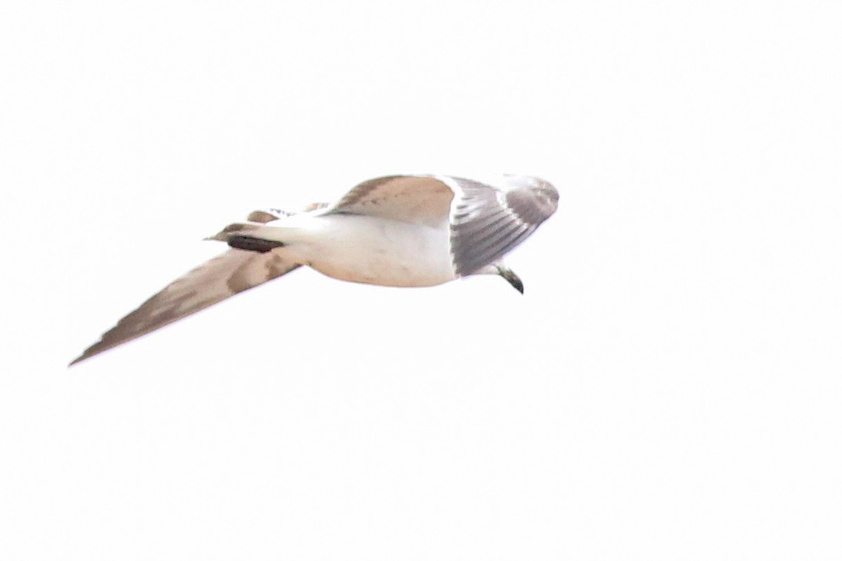 Mediterranean Gull - ML647769706