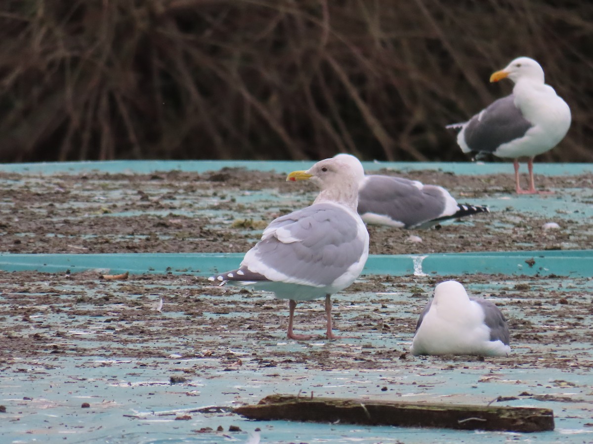 Мартиновий sp. - ML647769709